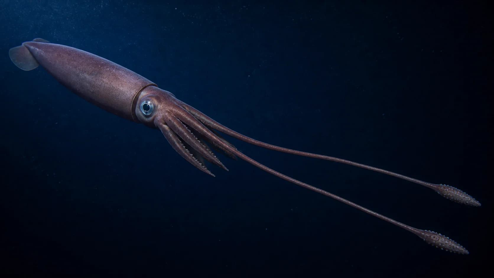 Scientific reconstruction of a real giant squid in deep water