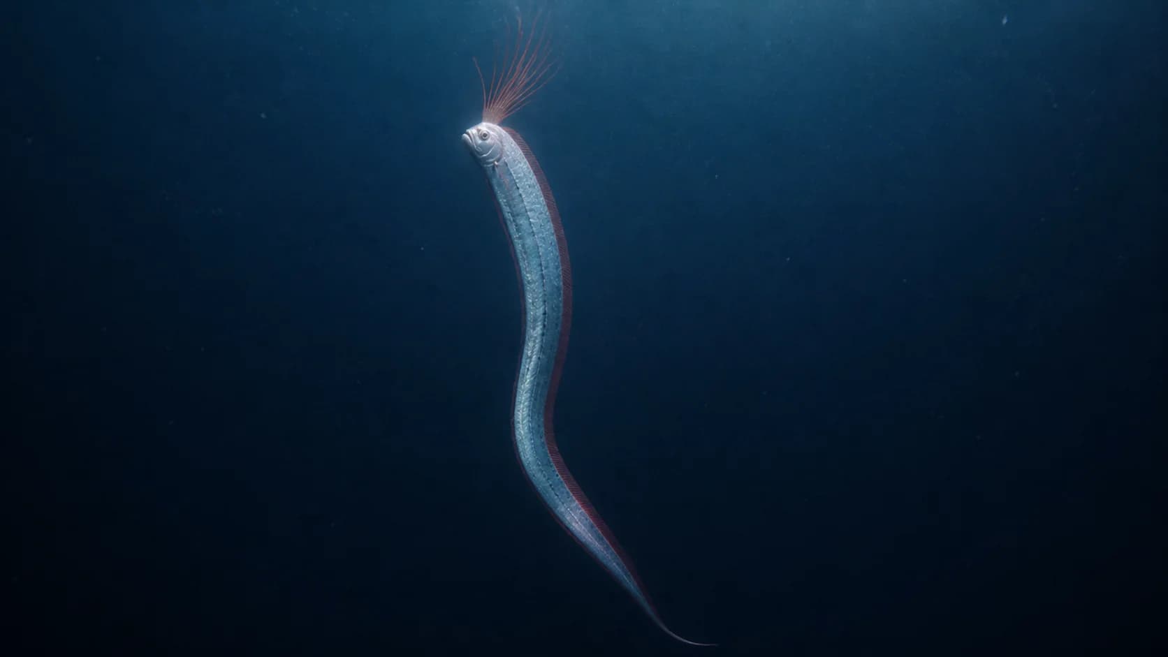 A silver giant oarfish swimming almost vertically in deep water